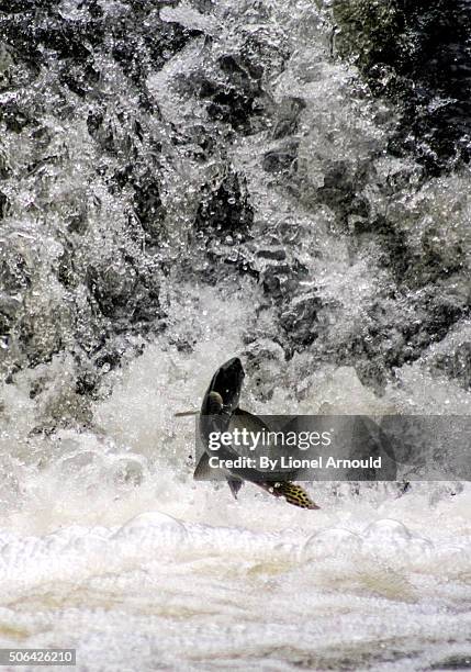 jumping trout - salmon jumping stockfoto's en -beelden