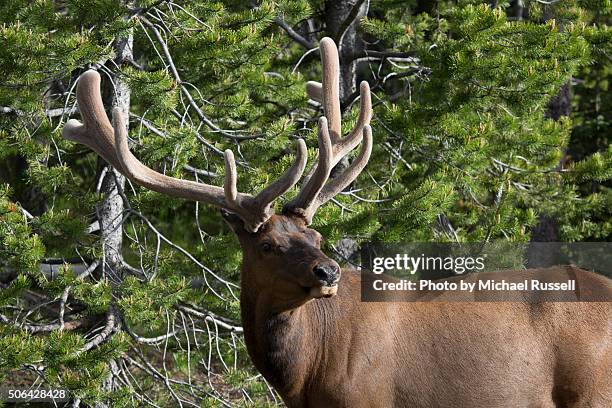 Elk Rack Identification 489 Rack Of Antlers Stock Photos, High-Res Pictures, and Images - Getty ...