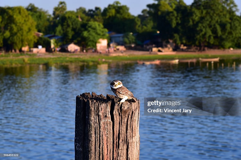 Owl on u bein bridge bridge Myanmar