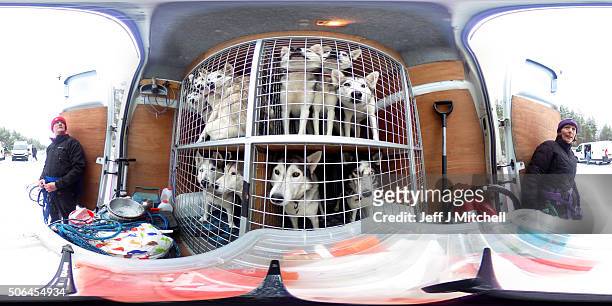 Sledders and their huskies wait to practice at a forest course ahead of the Aviemore Sled Dog Rally on January 19, 2016 in Feshiebridge, Scotland....
