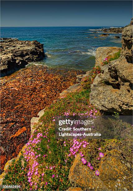 Bass Point Rocks 150 Bass Point (Australia) Stock Photos, High-Res Pictures, and Images ...