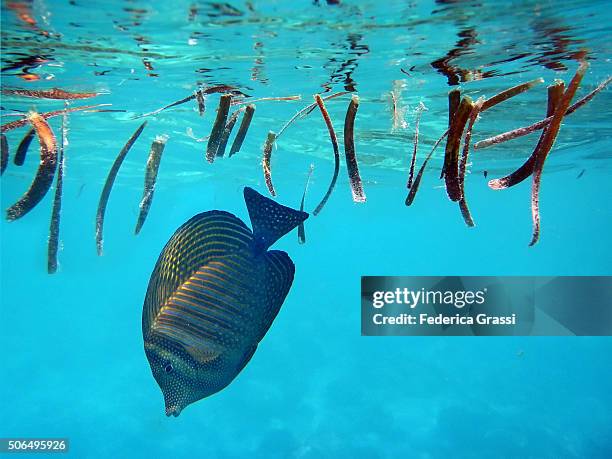 sailfin surgeonfish (zebrasoma desjardinii) among floating algae - zebrasoma veliferum stock pictures, royalty-free photos & images