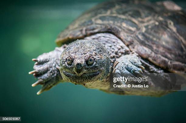 snapping turtle - snapping turtle foto e immagini stock