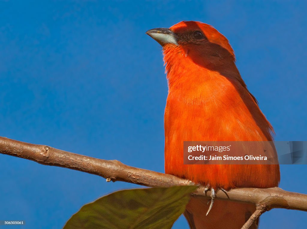 Hepatic Tanager