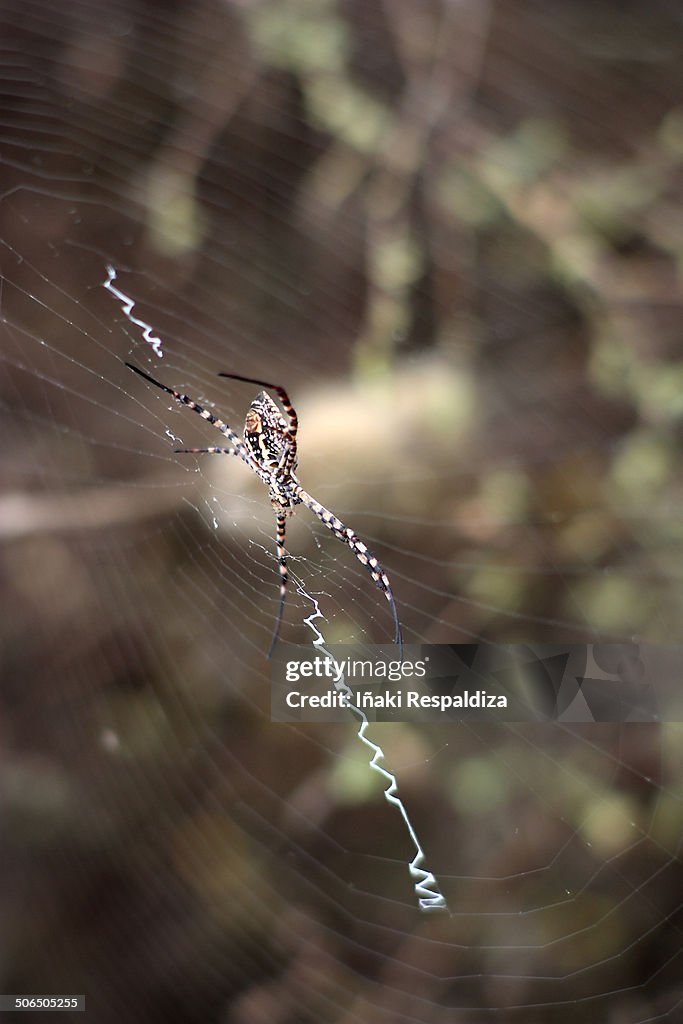 Banded garden spider