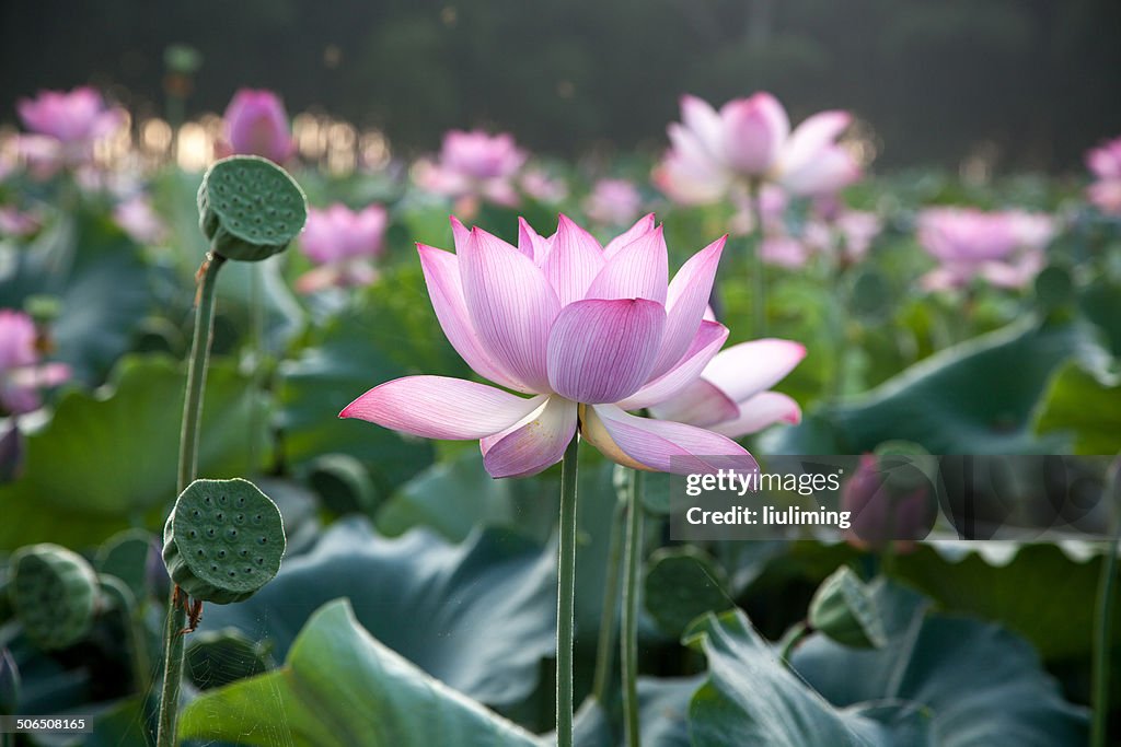 Lotus