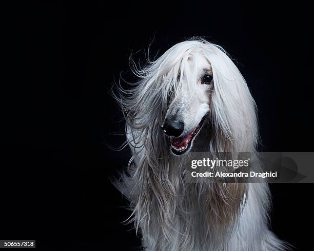 869 Afghan Hound Photos and Premium High Res Pictures - Getty Images 869 Afghan Hound Photos and Premium High Res Pictures - Getty Images