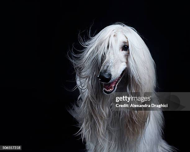 afghan hound dog - portrait black background stock pictures, royalty-free photos & images