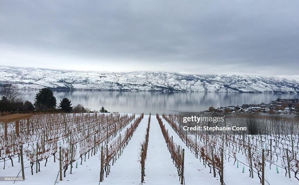Vines in winter
