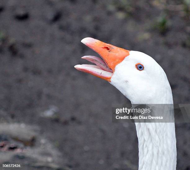 Geese Ringing 50 Geese Honking Stock Photos, High-Res Pictures, and Images - Getty Images