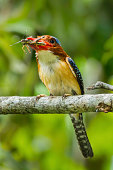 Portriat of Male Banded Kingfisher (Lacedo pulchella)
