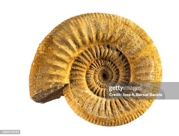 Aminight Shells Bullet Shells On Ground On White Photos and Premium High Res Pictures ...