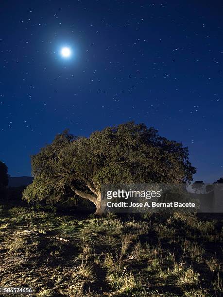 oak in the top of a mountain illuminated by the full moonlight - eichenwäldchen stock-fotos und bilder