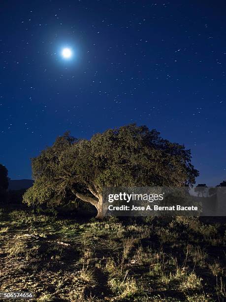 oak in the top of a mountain illuminated by the full moonlight - north star fotografías e imágenes de stock