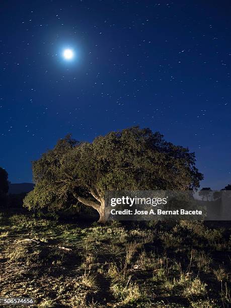 oak in the top of a mountain illuminated by the full moonlight - stella polare foto e immagini stock