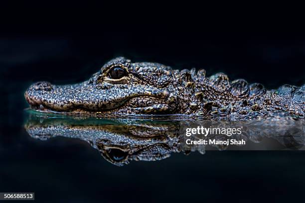 chinese alligator - alligator sinensis stock pictures, royalty-free photos & images