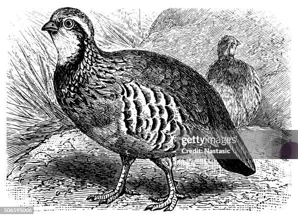 red legged partridge - 1882 stock illustrations