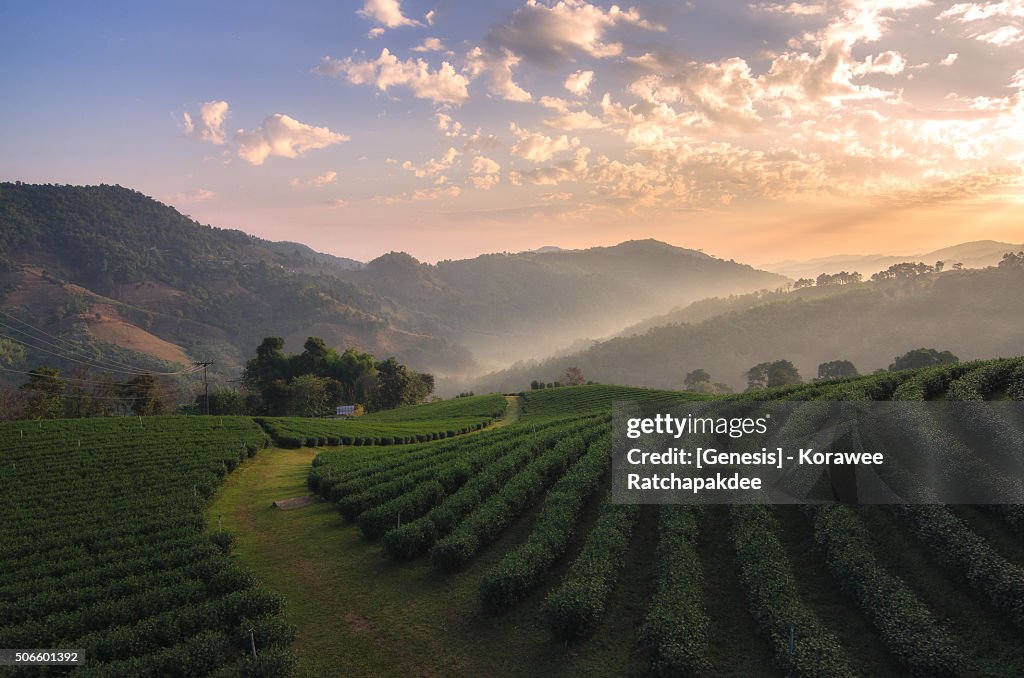 Morning sunrise with the beautiful tea farm