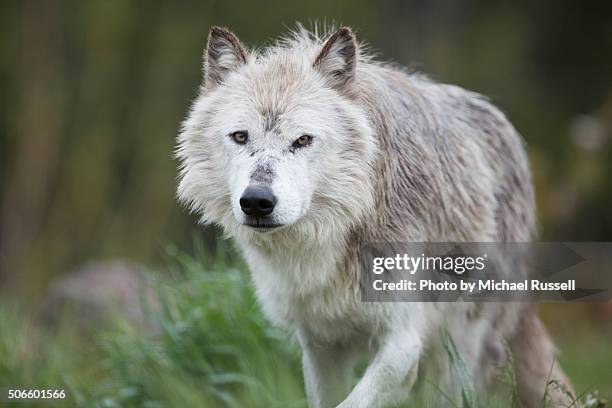 wolf prowling - lobo cinzento - fotografias e filmes do acervo