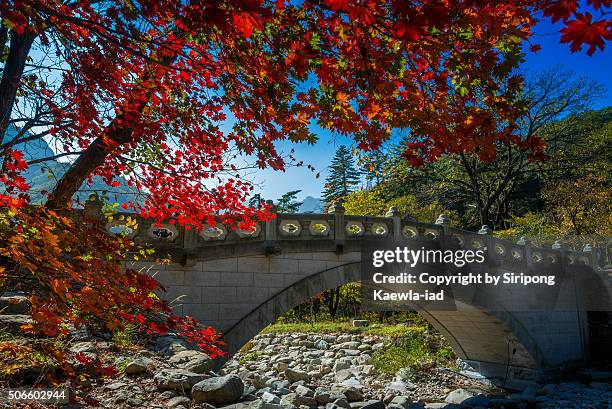 the colourful foliages near the bridge inside the seoraksan national park - arce rojo fotografías e imágenes de stock
