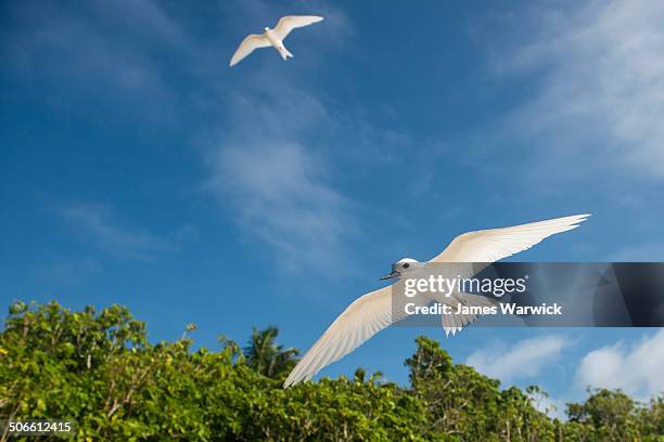 fairy terns in flight - tern stock pictures, royalty-free photos & images