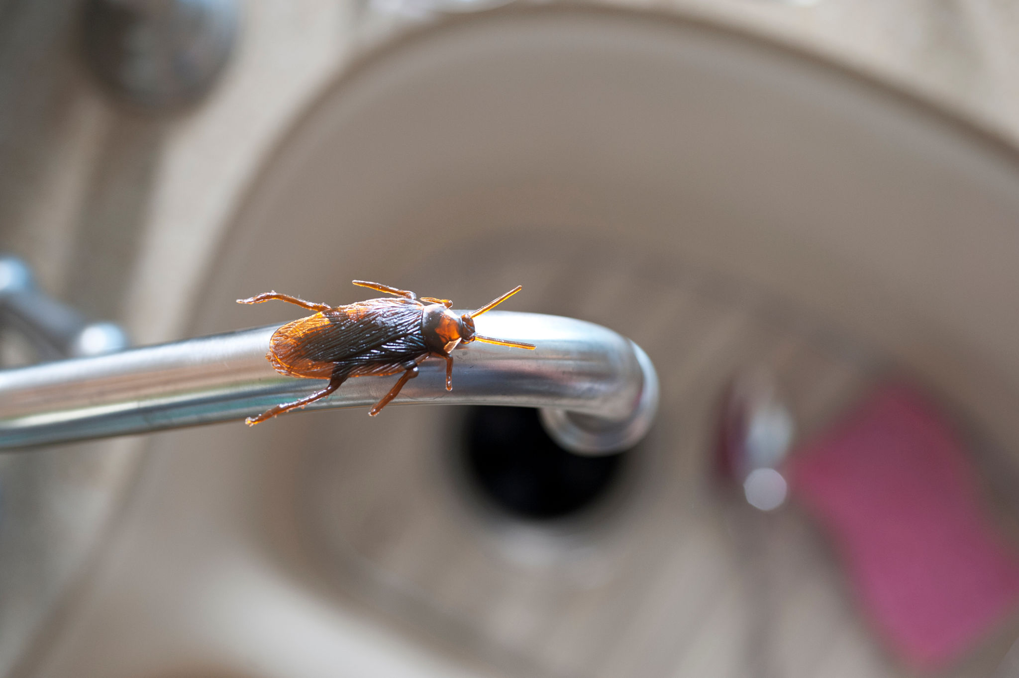 Roach dans une cuisine. Roach dans une cuisine.
