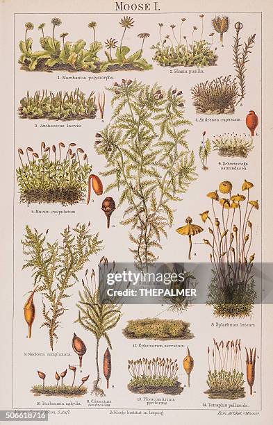 plants moss lithograph 1896 - lithograph stock illustrations