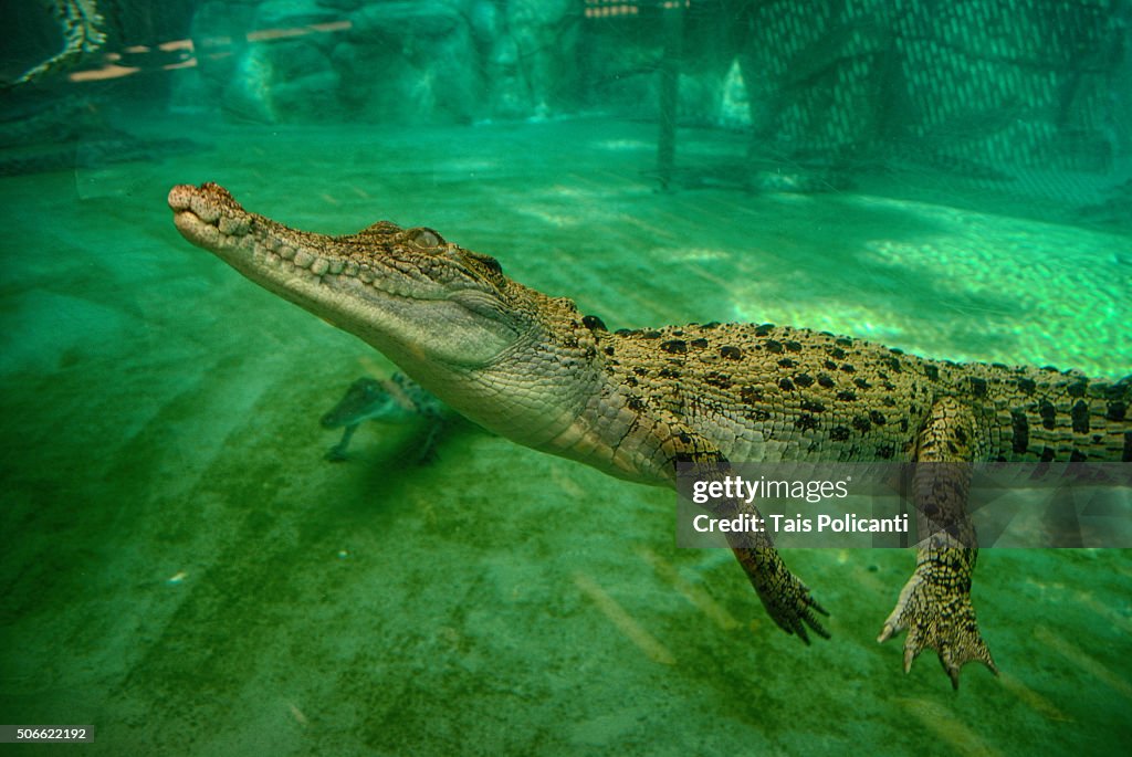 Baby crocodile in Crocosaurus Cove, Australia