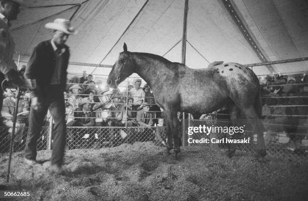 An Appaloosa horse raised on a ranch being auctioned.