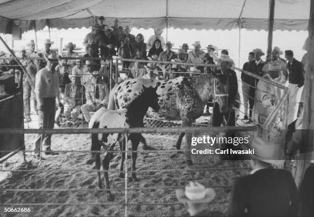 An Appaloosa horse raised on a ranch being auctioned.