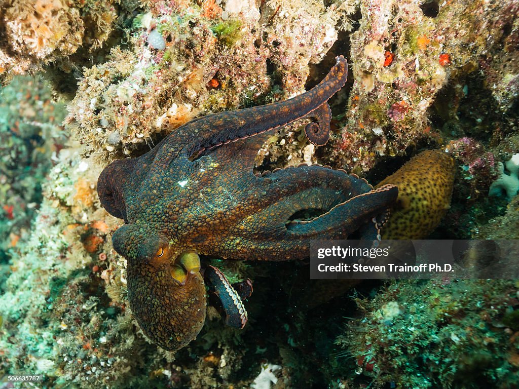 California two spot octopus