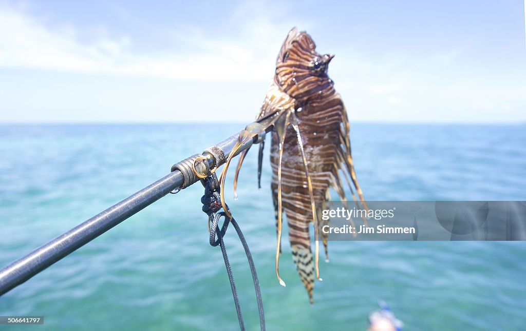 Common Lionfish