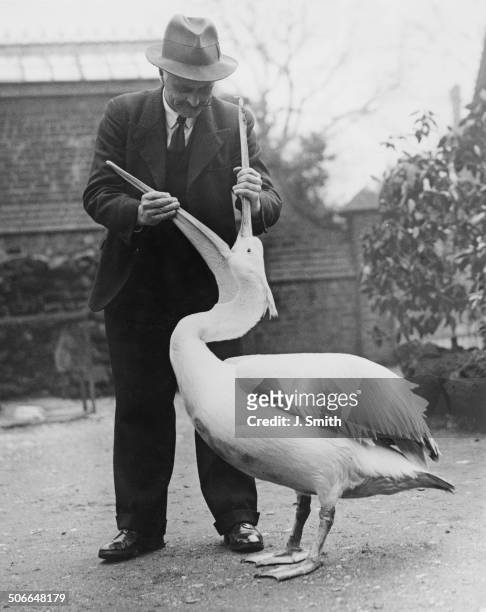 Director of the North of England Zoological Society, George Mottershead, inspects a pelican's throat at Chester Zoo, Upton-by-Chester, Cheshire,...