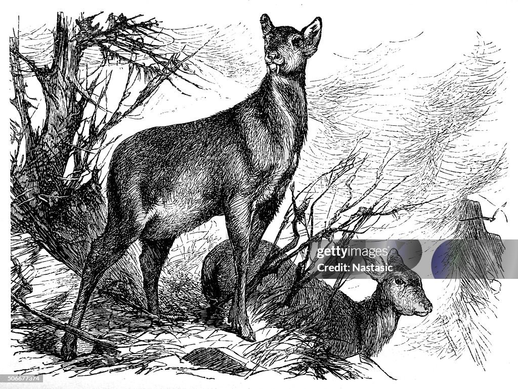 Musk siberiano Deer (Moschus Moschiferus
