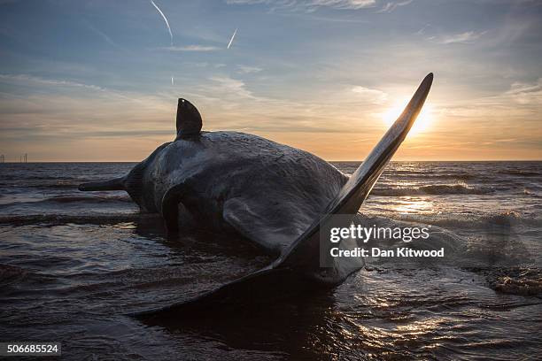 One of three Sperm Whales, which were found washed ashore near Skegness over the weekend, lays on a beach on January 25, 2016 in Skegness, England....