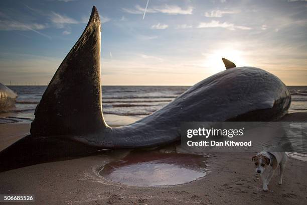 One of three Sperm Whales, which were found washed ashore near Skegness over the weekend, lays on a beach on January 25, 2016 in Skegness, England....