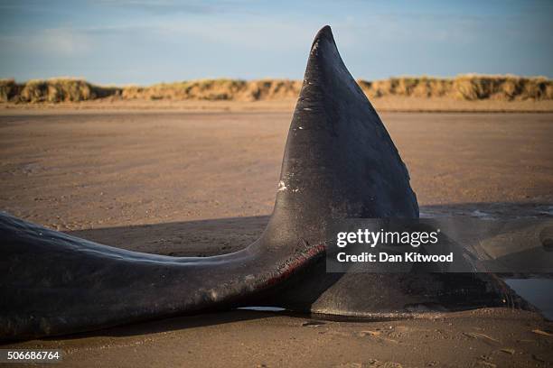 One of three Sperm Whales, which were found washed ashore near Skegness over the weekend, lays on a beach on January 25, 2016 in Skegness, England....