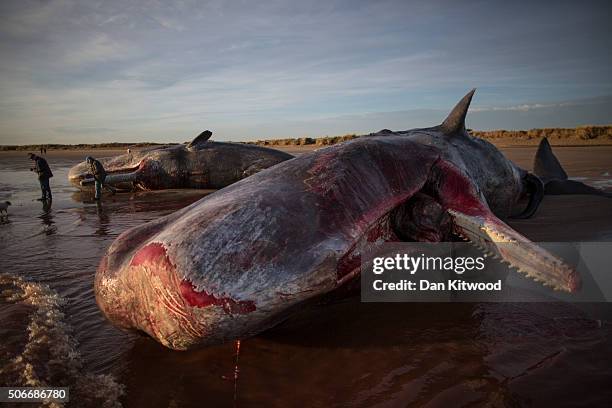 Members of the public look at one of three Sperm Whales, which were found washed ashore near Skegness over the weekend, on January 25, 2016 in...