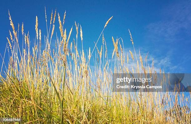 yellow grass & blue sky - blue grass stakes stockfoto's en -beelden