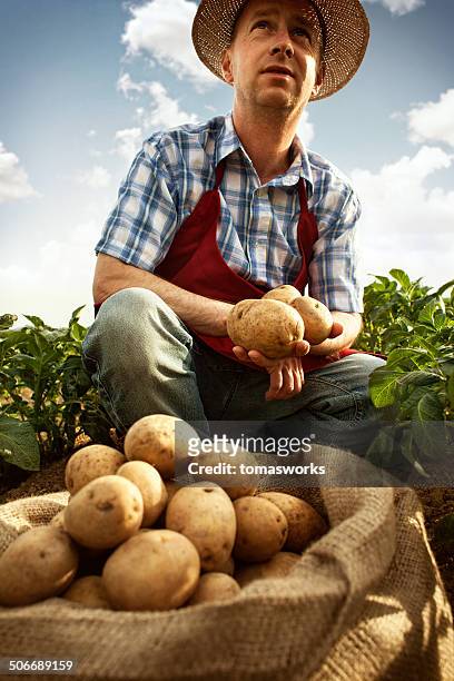 agricultor olhando a sua colheita de batata no campo de linha - potato harvest imagens e fotografias de stock