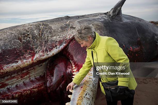 Member of the public inspects the teeth of one of the three Sperm Whales, which were found washed ashore near Skegness over the weekend, as it lays...