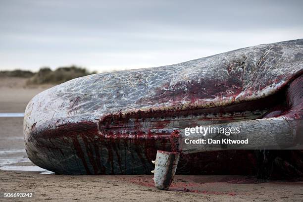 The lower jaw of one of the three Sperm Whales that were found washed ashore on a beach near Skegness over the weekend hangs after being cut by a...