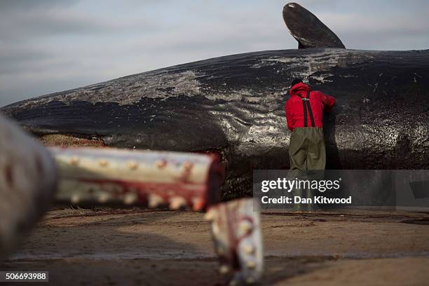 One of one of the three Sperm Whales, which were found washed ashore near Skegness over the weekend, is disected by members of the UK Cetacean...