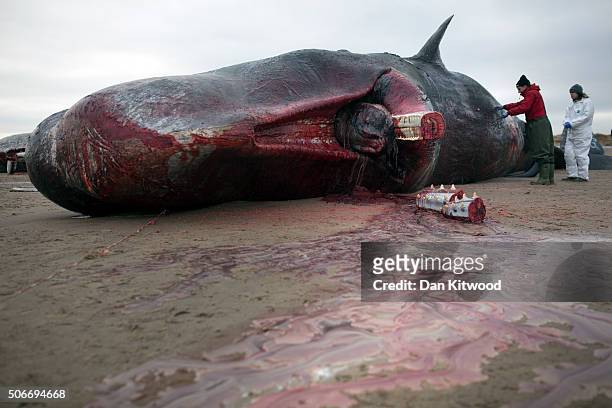 One of one of the three Sperm Whales, which were found washed ashore near Skegness over the weekend, is disected by members of the UK Cetacean...