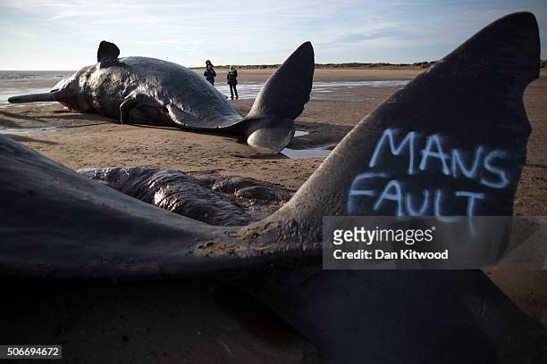 Graffiti saying 'mans fault' is seen on the tail of one of three Sperm Whales that were found washed ashore on a beach near Skegness over the weekend...