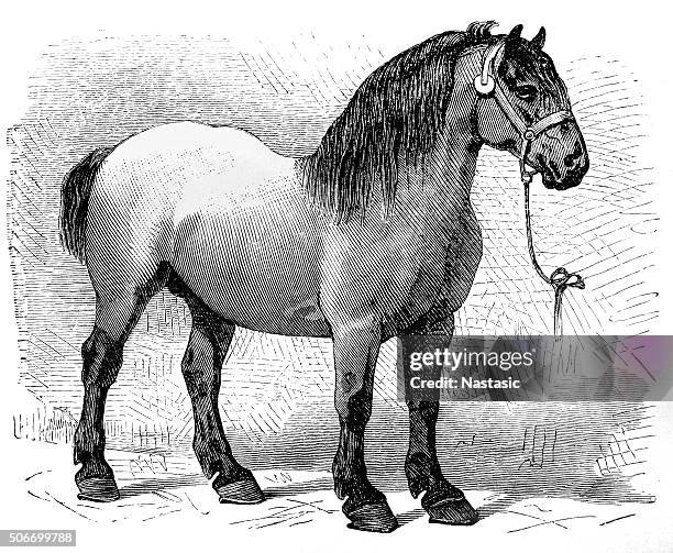 silber-grau brabanter - zugpferd stock-grafiken, -clipart, -cartoons und -symbole
