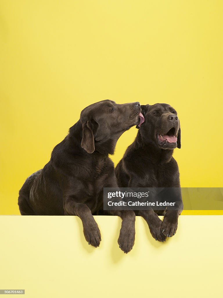Lab licking other Lab