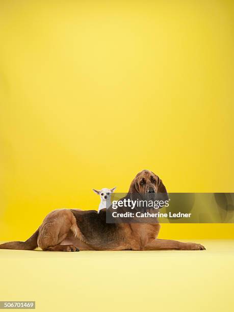 chihuahua playing with bloodhound - rashund bildbanksfoton och bilder