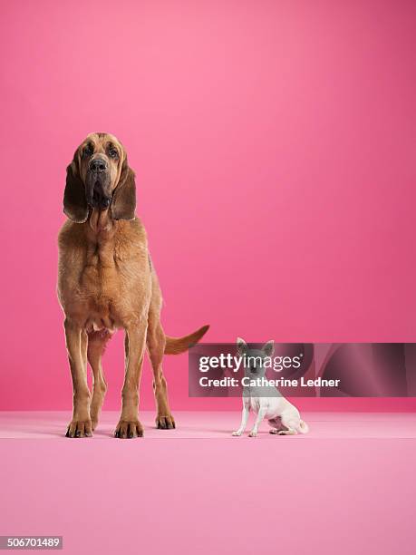 bloodhound and chihauhau - chihuahua dog foto e immagini stock