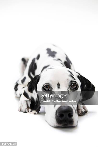 Dalmatian Dog Breed Characteristics amp Care The Spruce Pets